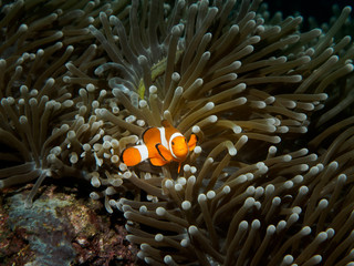 Naklejka na ściany i meble Clown fish while looking at you while diving in philippines