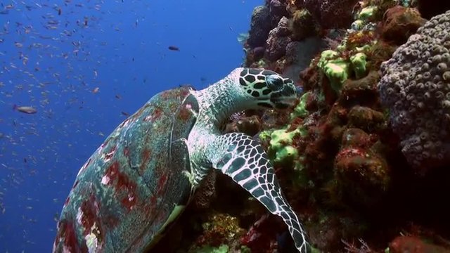 Sea Turtle eating coral on reef slope into sea. Amazing, beautiful underwater world Bali Indonesia and  life of its inhabitants, creatures and diving, travels with them. Wonderful experience in sea