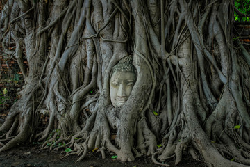 Head Buddha in  Tree, Wat Mahathat, Ayutthaya, Thailand - obrazy, fototapety, plakaty