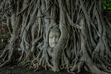 Foto op Plexiglas Head Buddha in  Tree, Wat Mahathat, Ayutthaya, Thailand © poonkasem