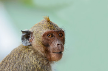 One monkey sitting on an abstract background.