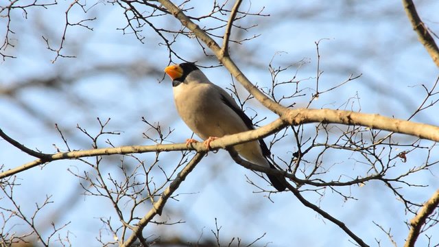 野鳥のイカル