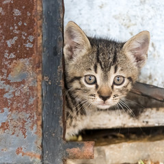 Kitten at the old door