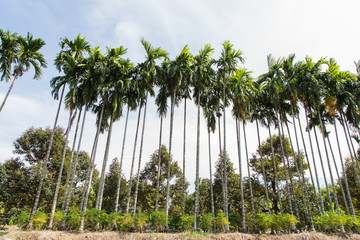 Betel palm