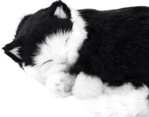 Sleeping cat. White background