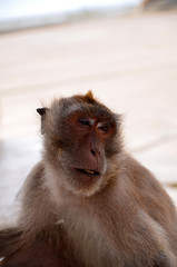monkey sitting