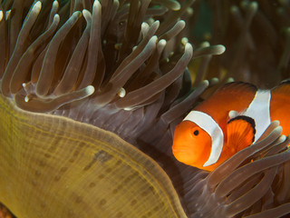 Clown-Nemo Fish with Anemone coral
