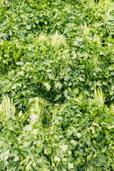 Vegetable parsley at farmers market stall.