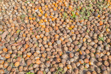 Raw Betel nut in  Thailand
