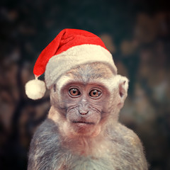 Monkey with a red cap on his head