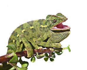 Chameleon on branch