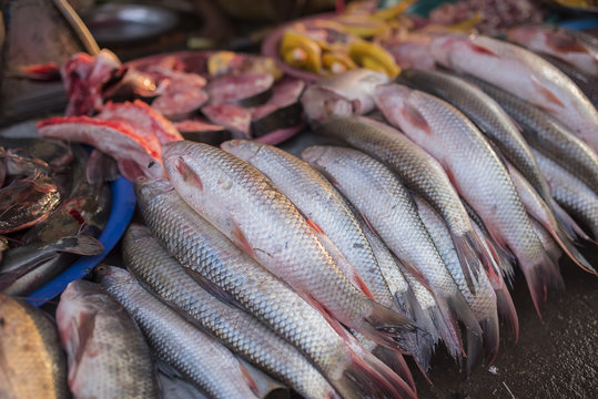 Fresh fish in the market Myawadi, Myanmar.