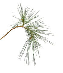 Obraz premium Pine branch isolated on white background