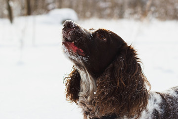 Portrait of dog cocker spaniel
