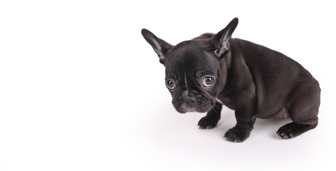  sad female brindle French Bulldog