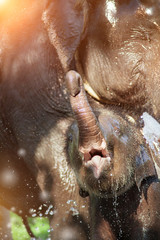 Happy baby elephant is taking shower in the river.