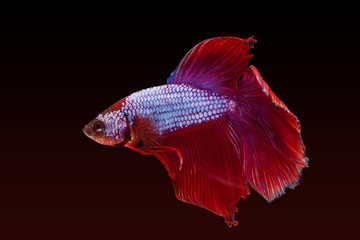 Red siamese fighting fish on a black background.