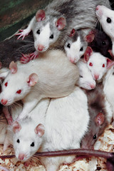 Белые домашние крысы