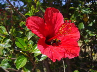 Chinese hibiscus, or China rose (Hibiscus rosa-sinensis)