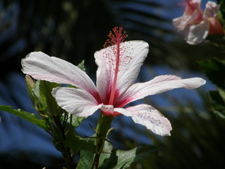 Chinese hibiscus, or China rose (Hibiscus rosa-sinensis)