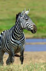 Zebra in National park of Kenya