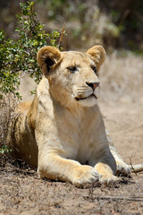 Fototapety  Lew w Parku Narodowym Kenii, Afryka