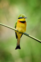 Bee-eater on flower