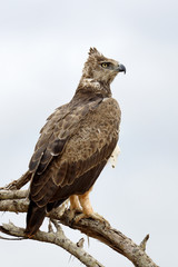 Tawny eagle (Aquila rapax)