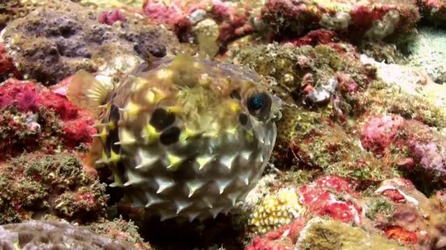 Puffer fish pouted and then blown away! Sea Life. Amazing, beautiful underwater world Bali Indonesia and  life of its inhabitants, creatures and diving, travels with them. Wonderful experience in sea