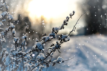 lanscape snow grass macro tree winter