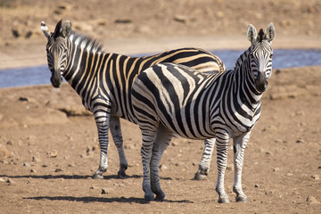Zebra herd in a colour photo standing at waterhole
