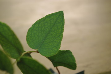 Obraz premium feuille d'eucalyptus