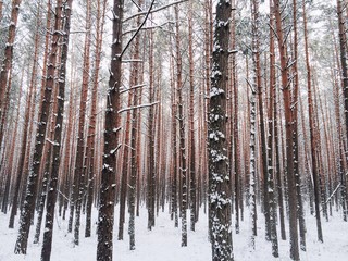 Fototapeta premium winter forest landscape