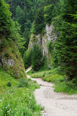 Fototapeta na wymiar Path in Homole Gorge, Pieniny Mountains, Poland