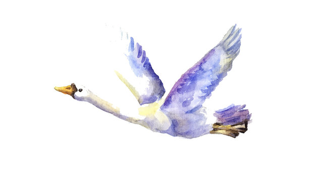 flying swan watercolor