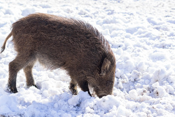 Pig wild boar looking for food in snow