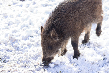 Pig wild boar looking for food in snow
