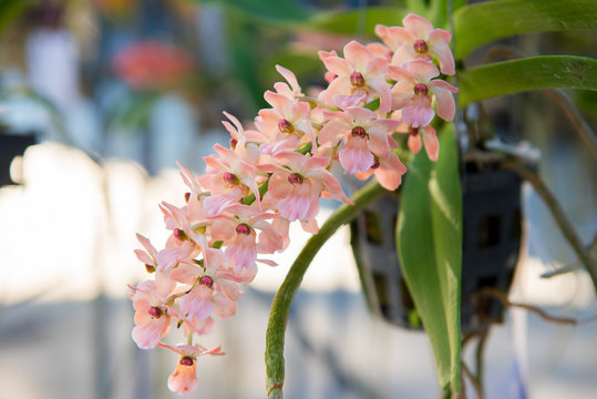 Beautiful orchids flower tree.