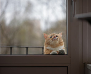 portrait of cat with sad eyes behind the glass door