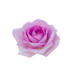 beautiful  pink rose