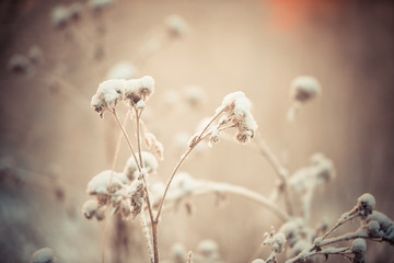 Frost on the plants