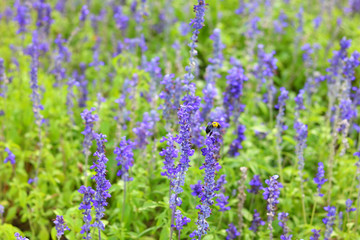 Fototapeta premium Forget me not flower purple