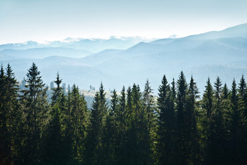 Naklejka premium Mountain landscape with trees