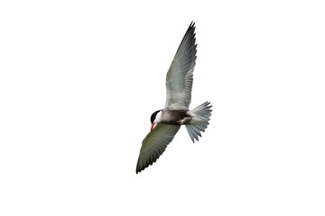 Fototapeta na wymiar common tern in flight over white