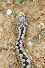 detail on head pattern of common adder