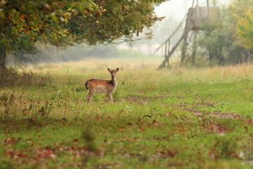 fallow deer doe in the forest