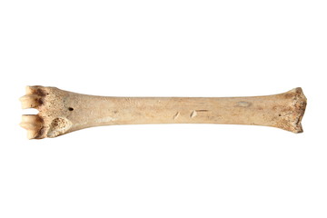 isolated roe deer cannon bone
