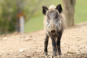 juvenile wild boar
