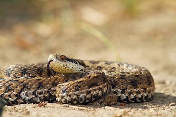 meadow adder on ground