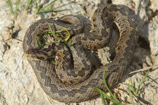male meadow adder in natural habitat
